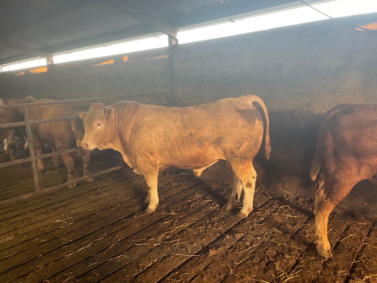 Beef kill: Young bull supply down over 8,000 head on 2022
