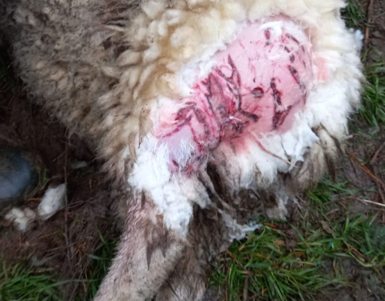 Graphic: In-lamb ewes in Co. Wicklow attacked by two dogs