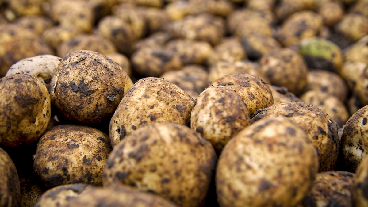 EU farmers giving potatoes away as 'significant surplus' hits markets