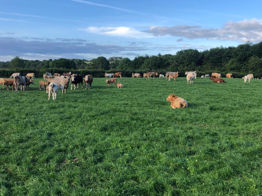 Suckler herd grazing the reseed