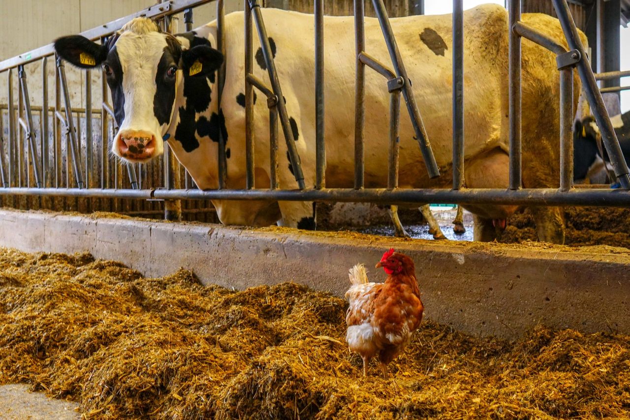 New biosecurity strategy launched as Ireland faces 'ongoing threats'