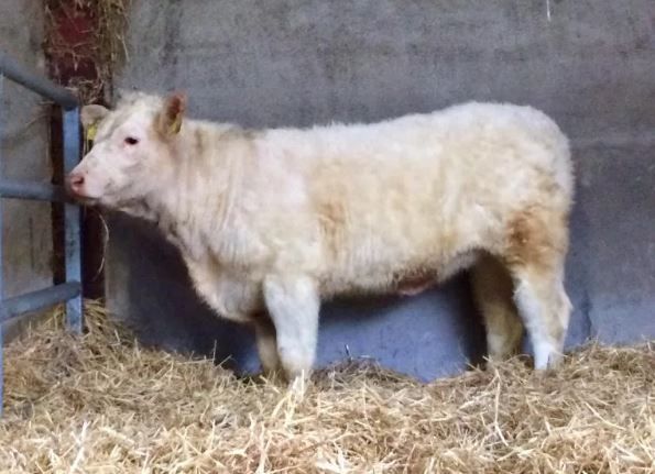Want to be in with a chance to win a pedigree Charolais heifer?