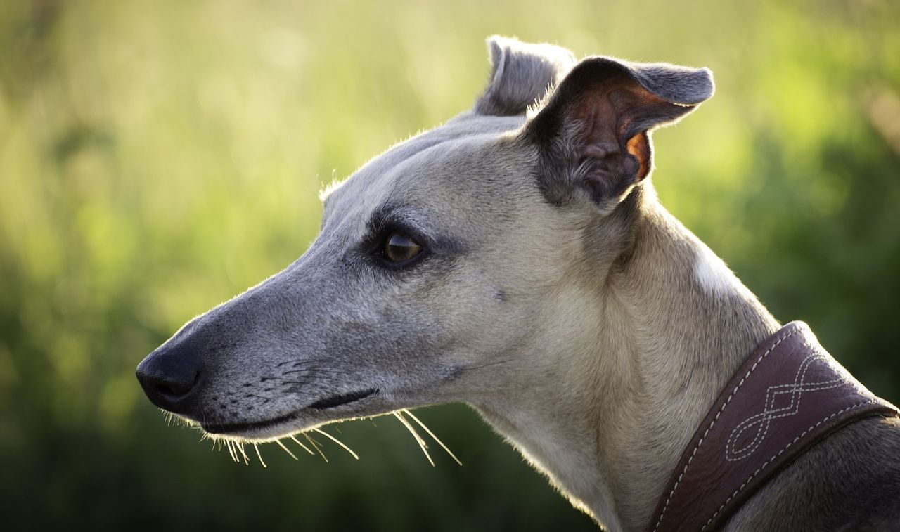 GRI launches €100k kennel-improvement scheme