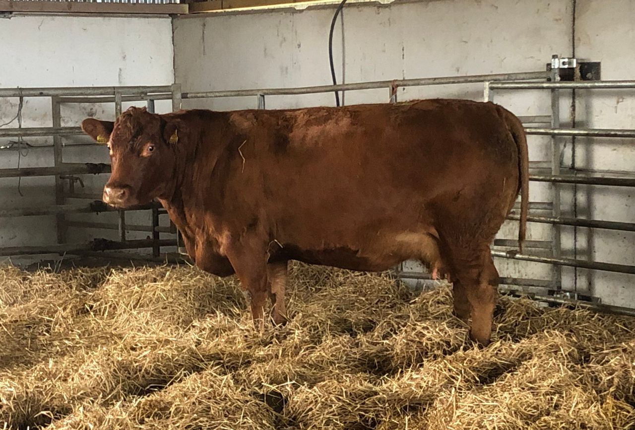 Applying Covid-19 lessons to herd health management