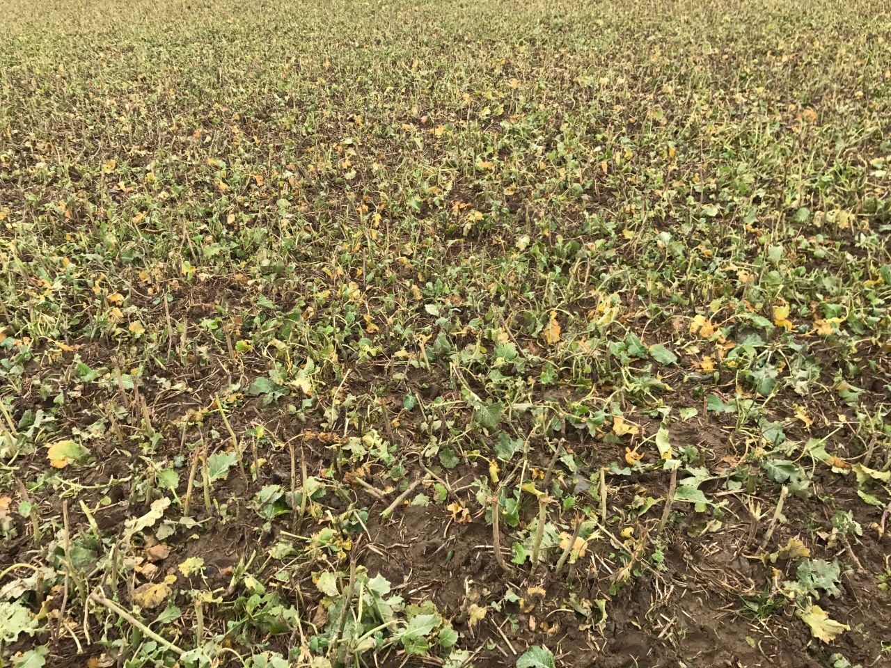 Mind your soil before grazing forage crops