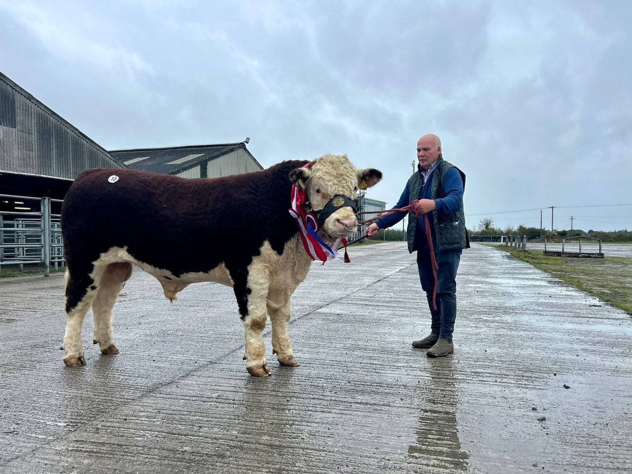 Top price of €5,600 at Kilmallock Hereford bull sale