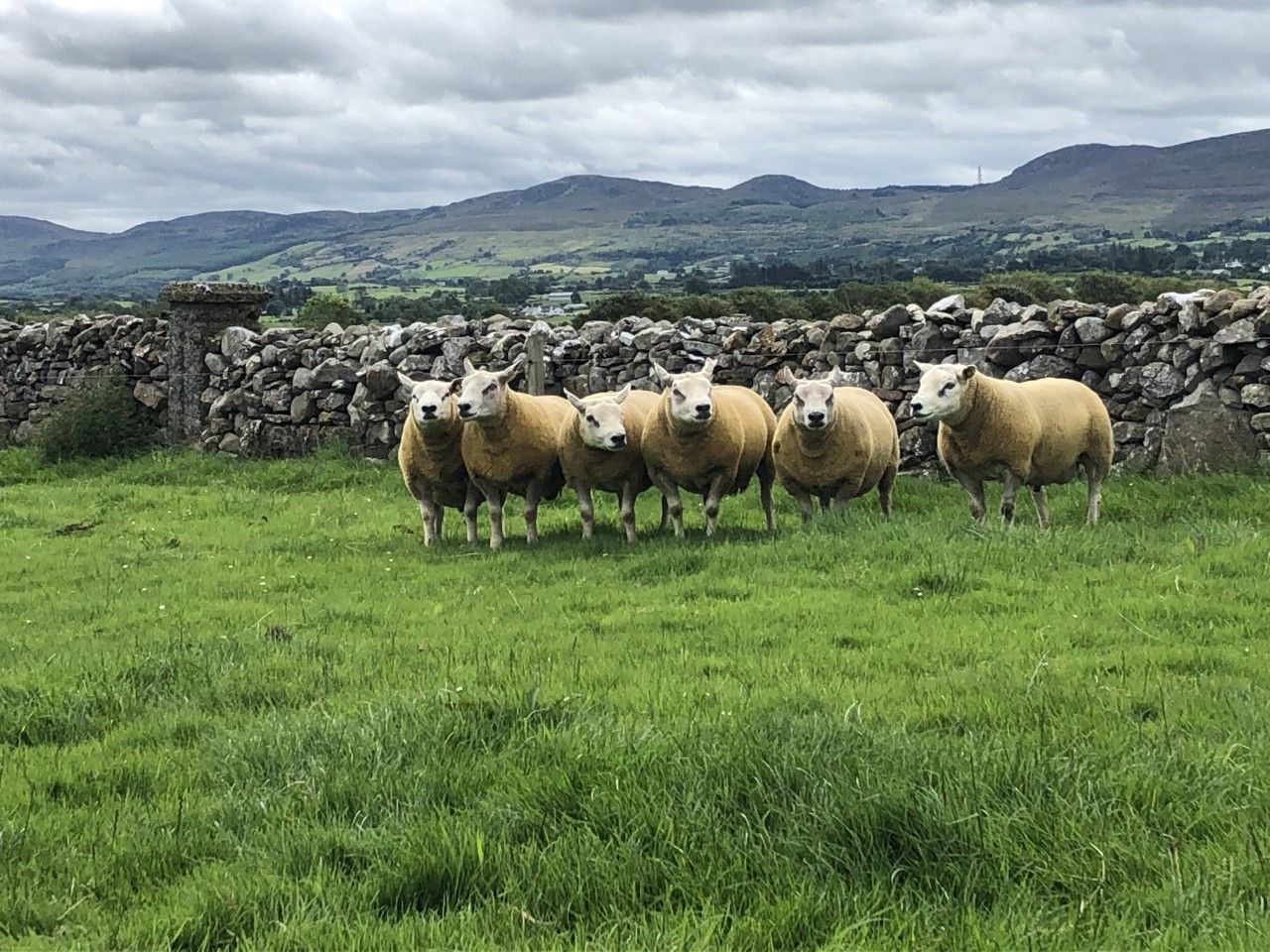 Sheep Focus: A preview of what's on offer at the Big Boy Ram Sale next week