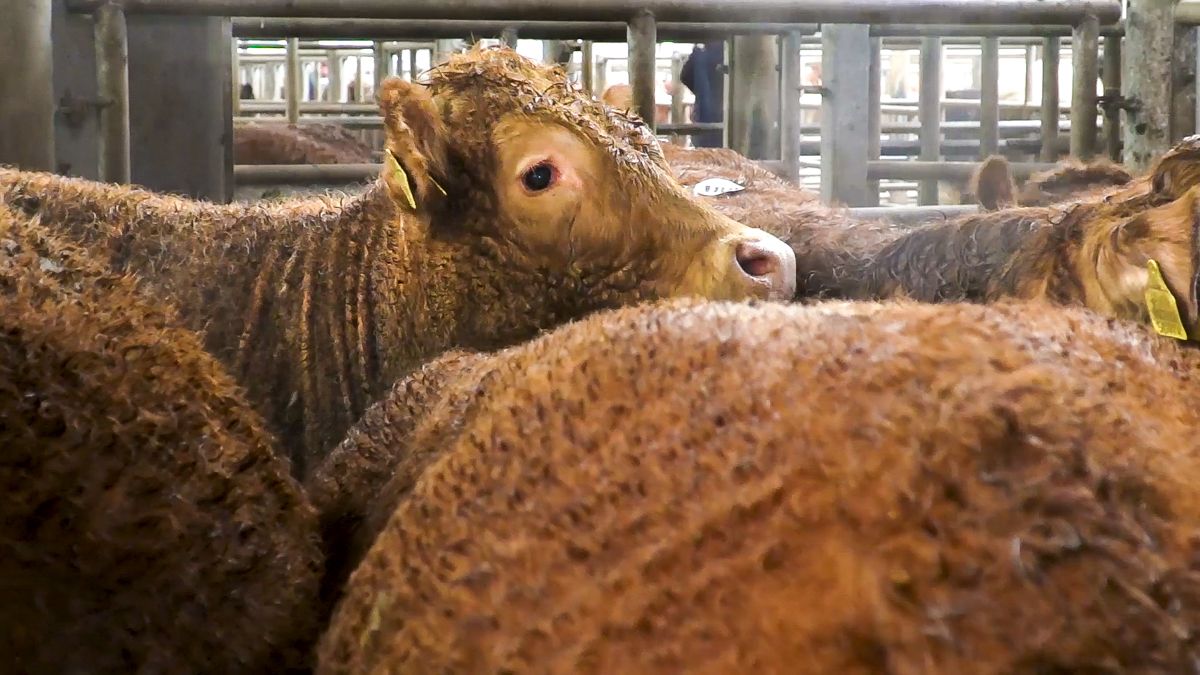 Cattle prices rising: 'Factories telling agents to leave nothing behind'