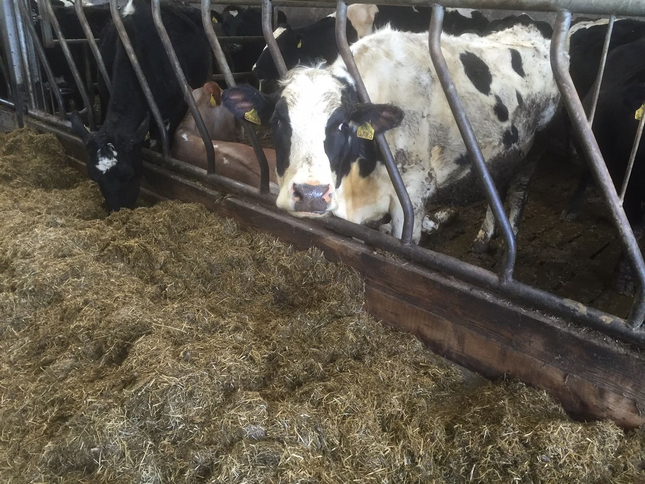 Difficult conditions could push grazing back 7-10 days - Teagasc