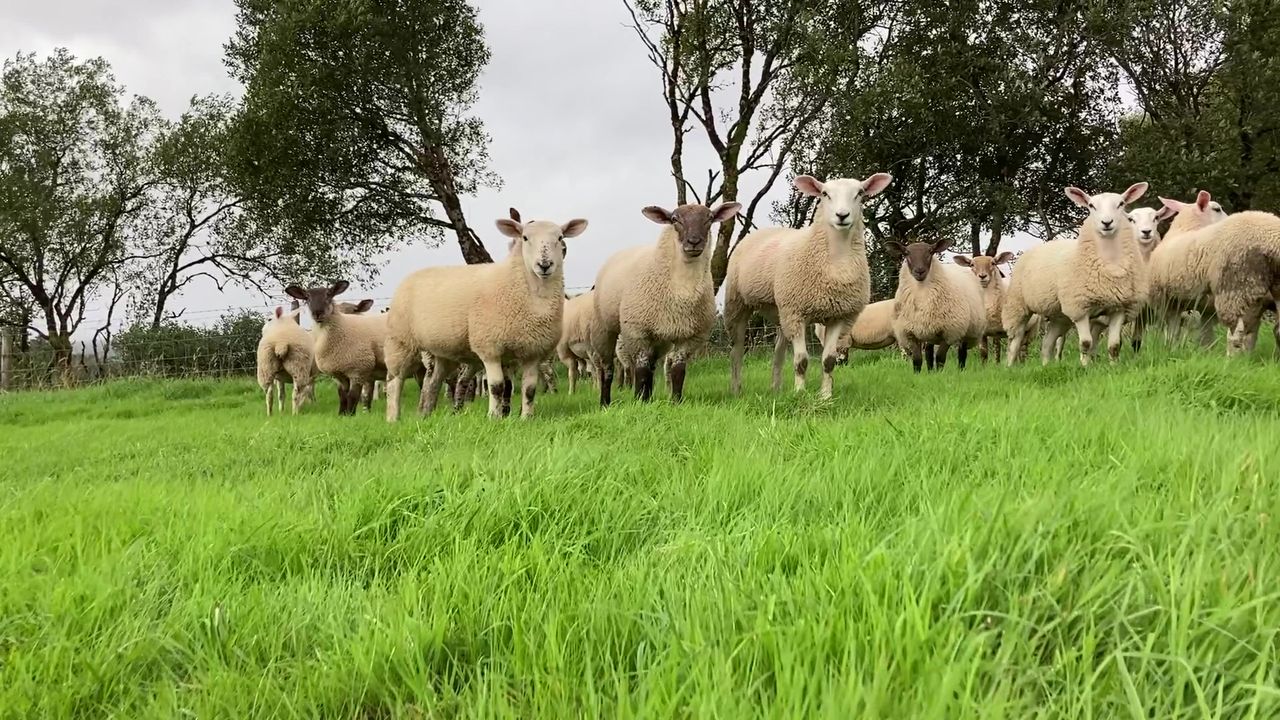 CSO: Over 17% drop in number of sheep slaughtered in 2025