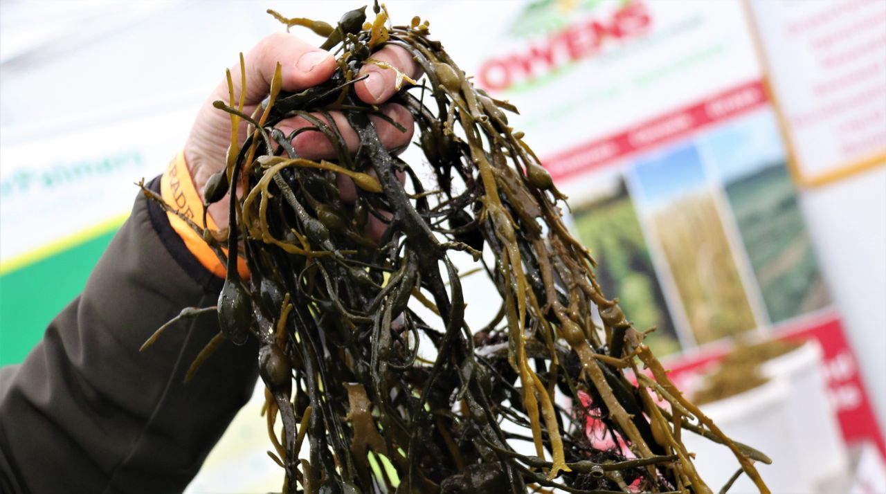 Is seaweed the secret to success in antibiotic-free farming?