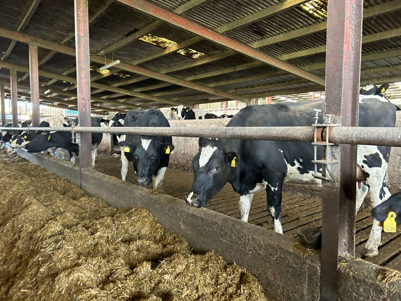 Winter milk: Testing silage to ensure herd receives adequate feed