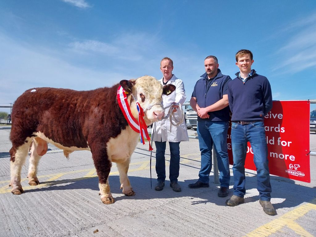 Champion: Clondrina 1512TH PH with breeder Declan Donnelly, Tennyson Egar, Irish Hereford Prime and judge John Paul Scott