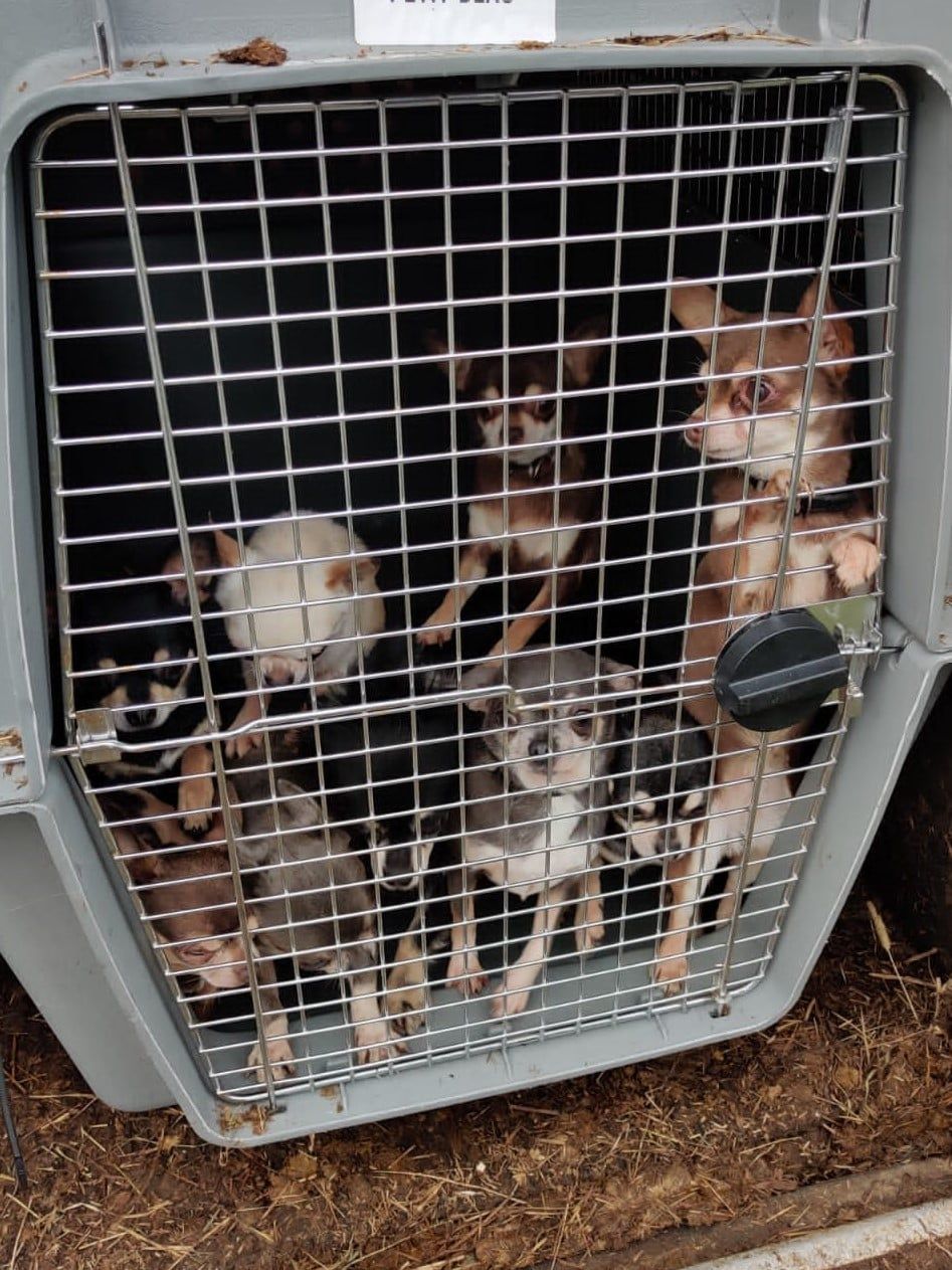 Gardaí seize 32 dogs and 4 horses during planned searches