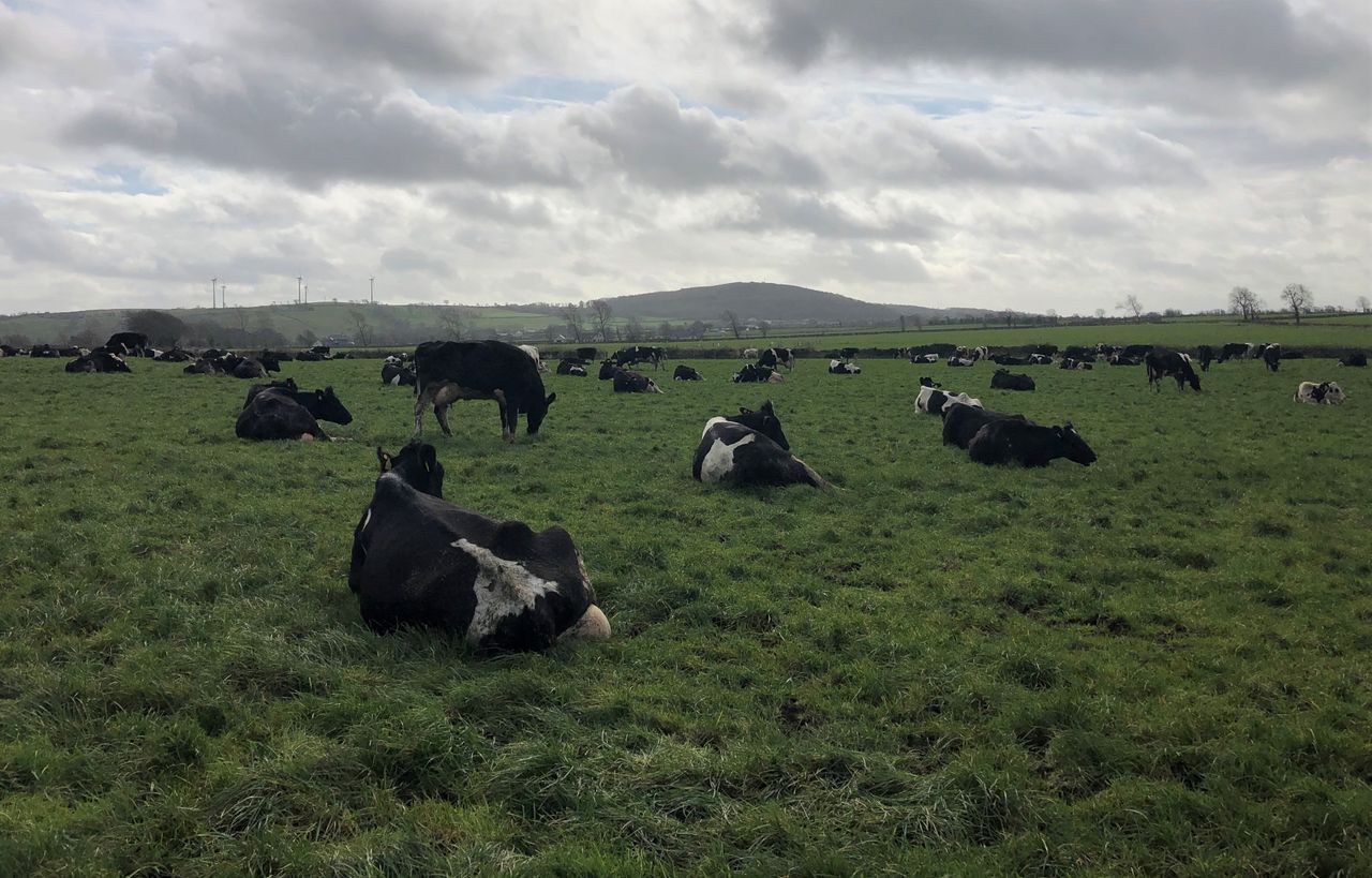 Grass growth: Grazing management is key after heavy rain