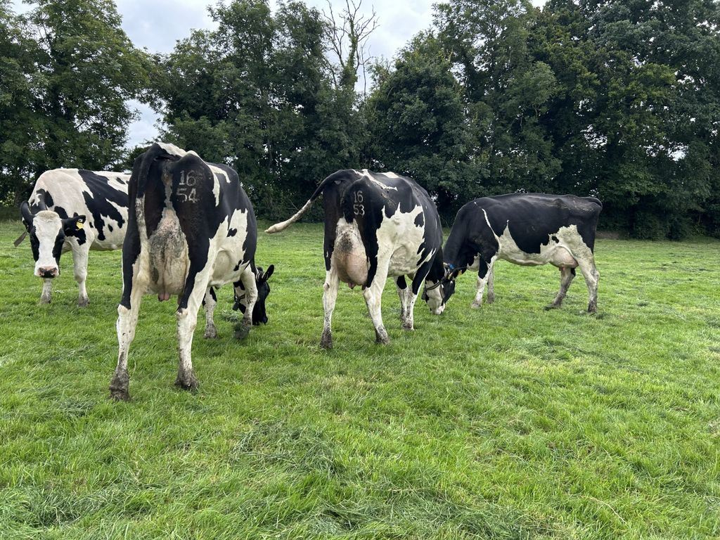 Fine, well-balanced cows with great udders grazing a pre-mowed paddock