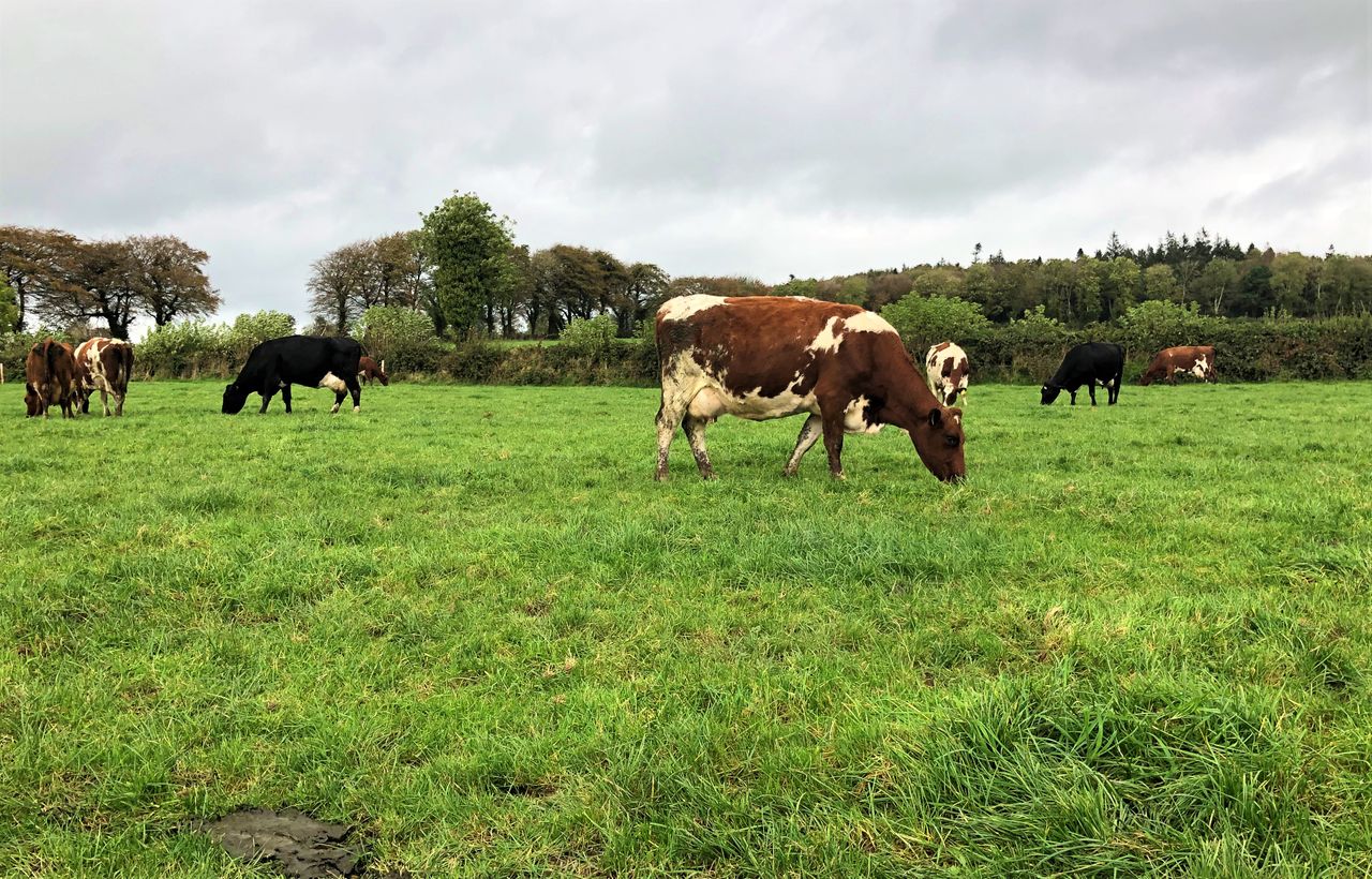 Identifying problem cows during the mid-lactation