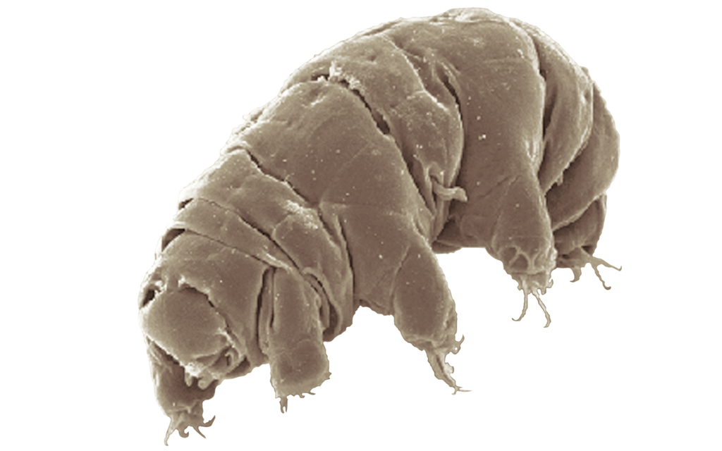 The tardigrade is a remarkably resilient inhabitant of soils. Source: Schokraie et al.