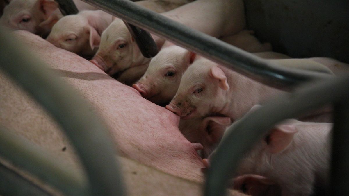 Antimicrobial use in agriculture could fuel future epidemics - study