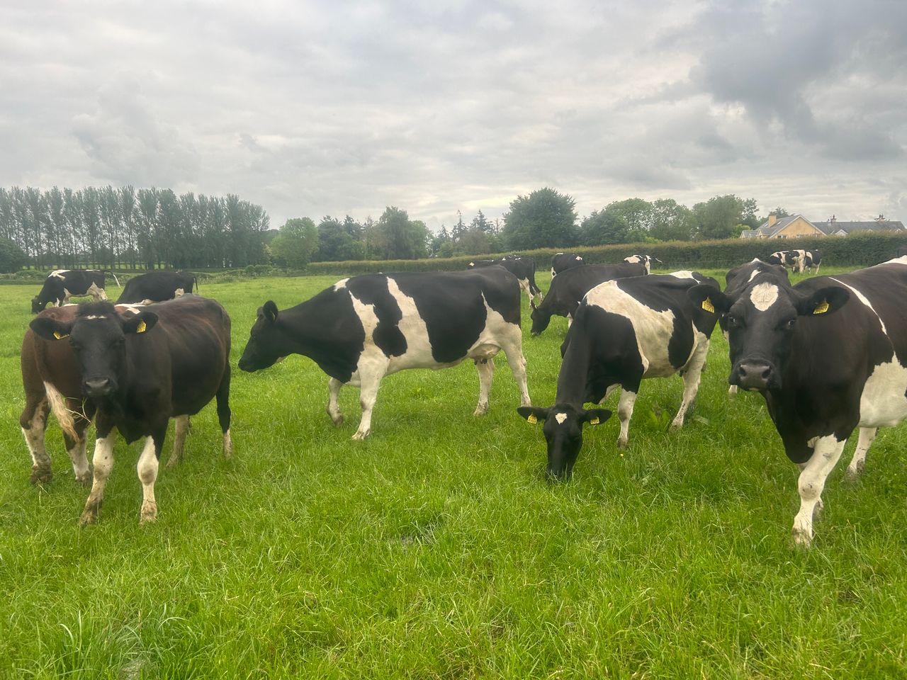 Bridge the nutritional gap to keep milk production up