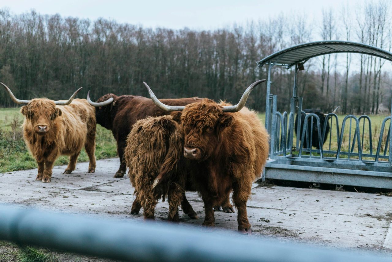 Scottish budget gives 'some security' for future of farming - NFUS