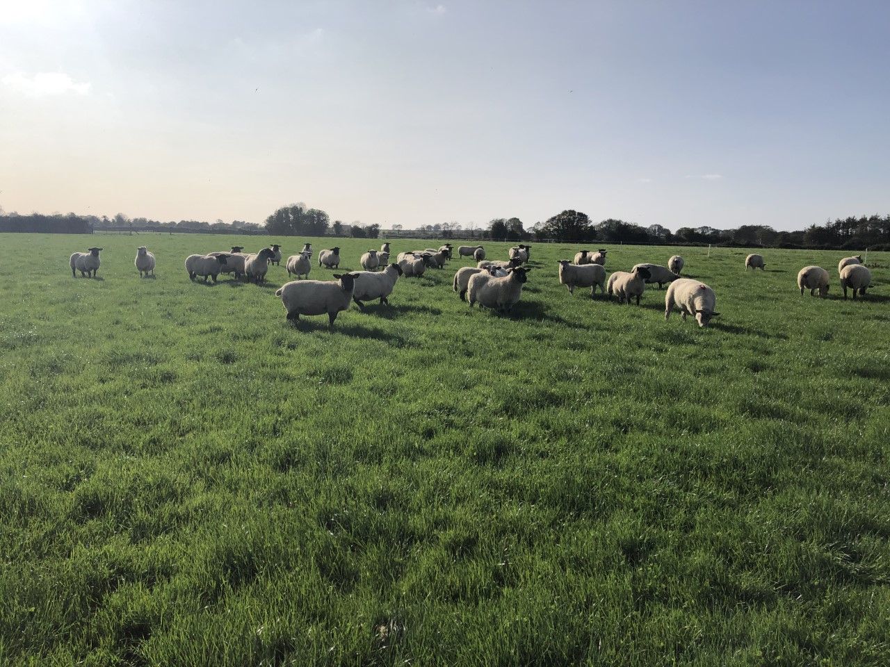 Sheep management: Giving time to put condition back on ewes