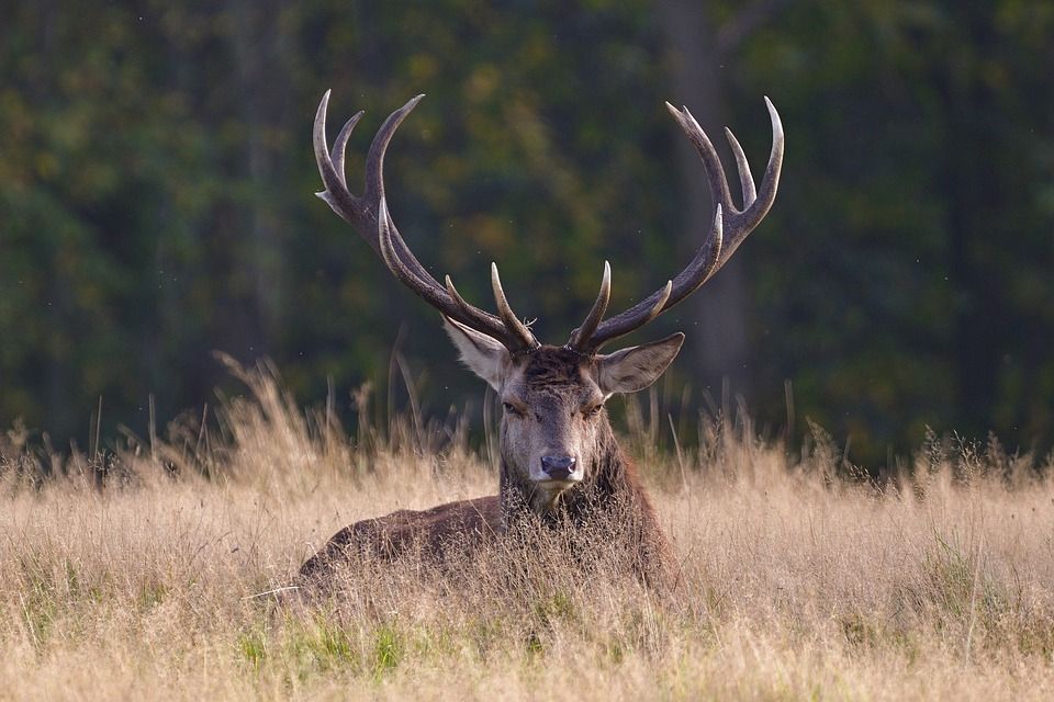 ATU seeks postgraduates for research into deer diets and numbers