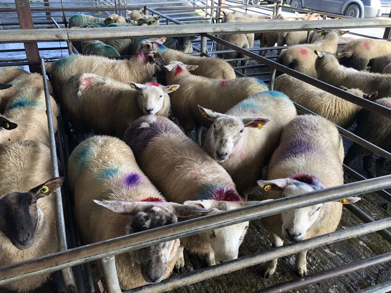 Lamb prices 'push on amid tight supplies and strong demand'