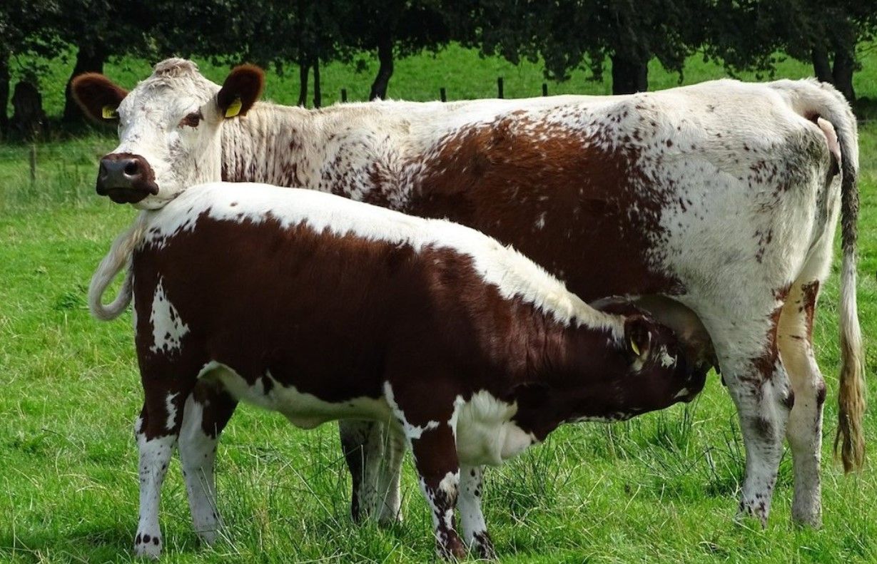 Irish Moiled Cattle Society set to hold 48-hour online timed auction