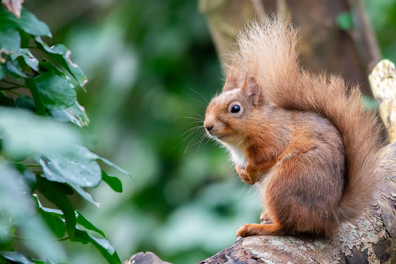All-Ireland survey to track squirrels and pine martens