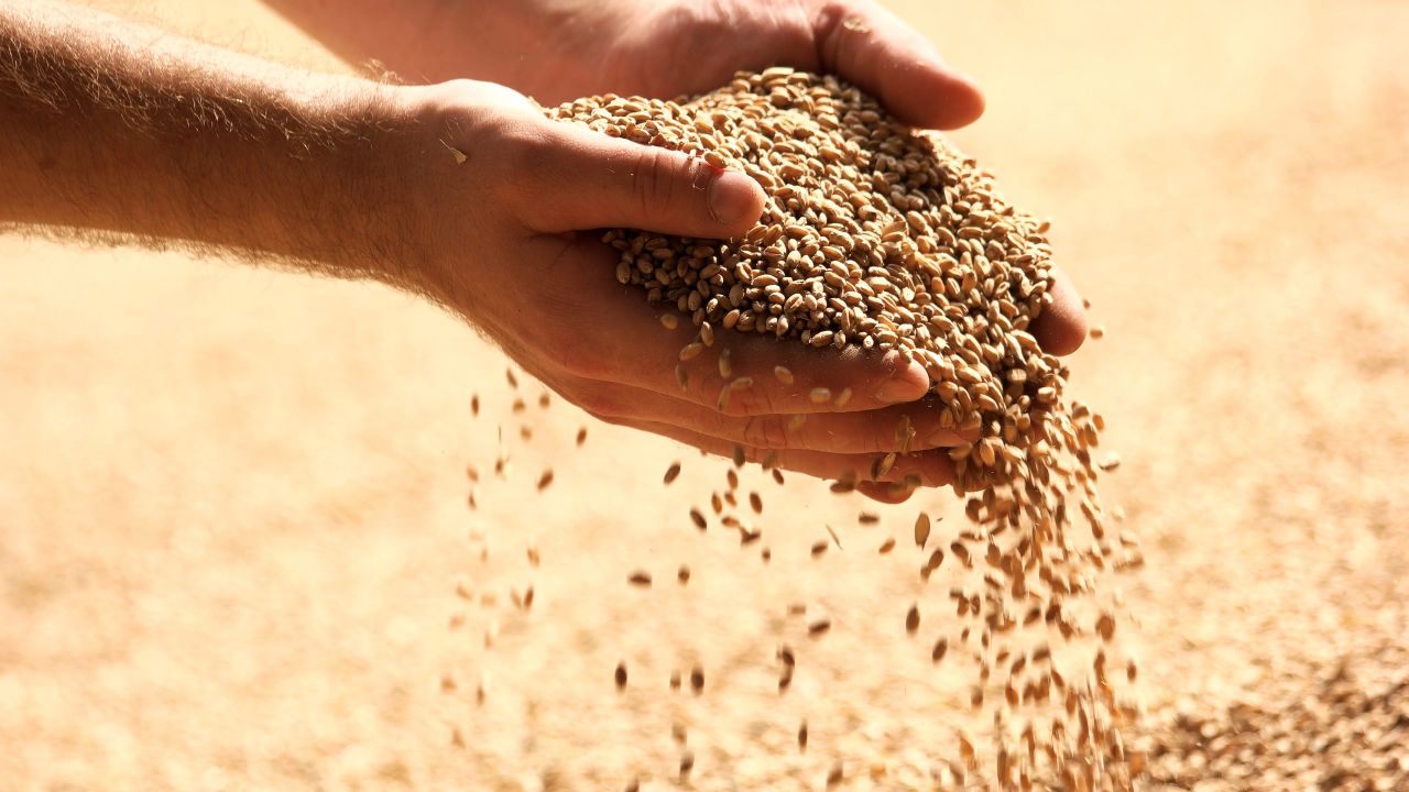 Tirlán confirms grain pricing for harvest 2024