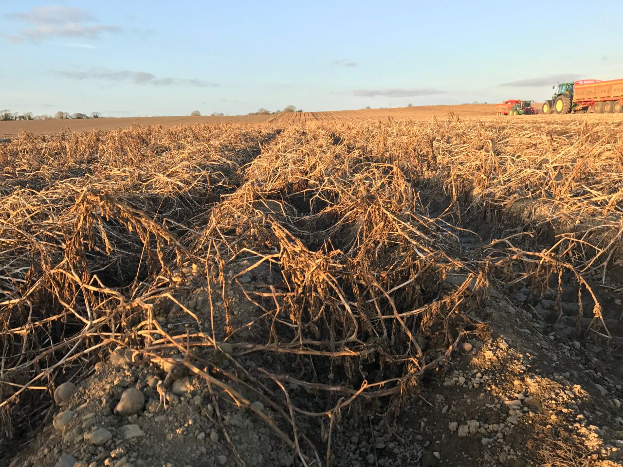 Potato prices soar compared to this time last year