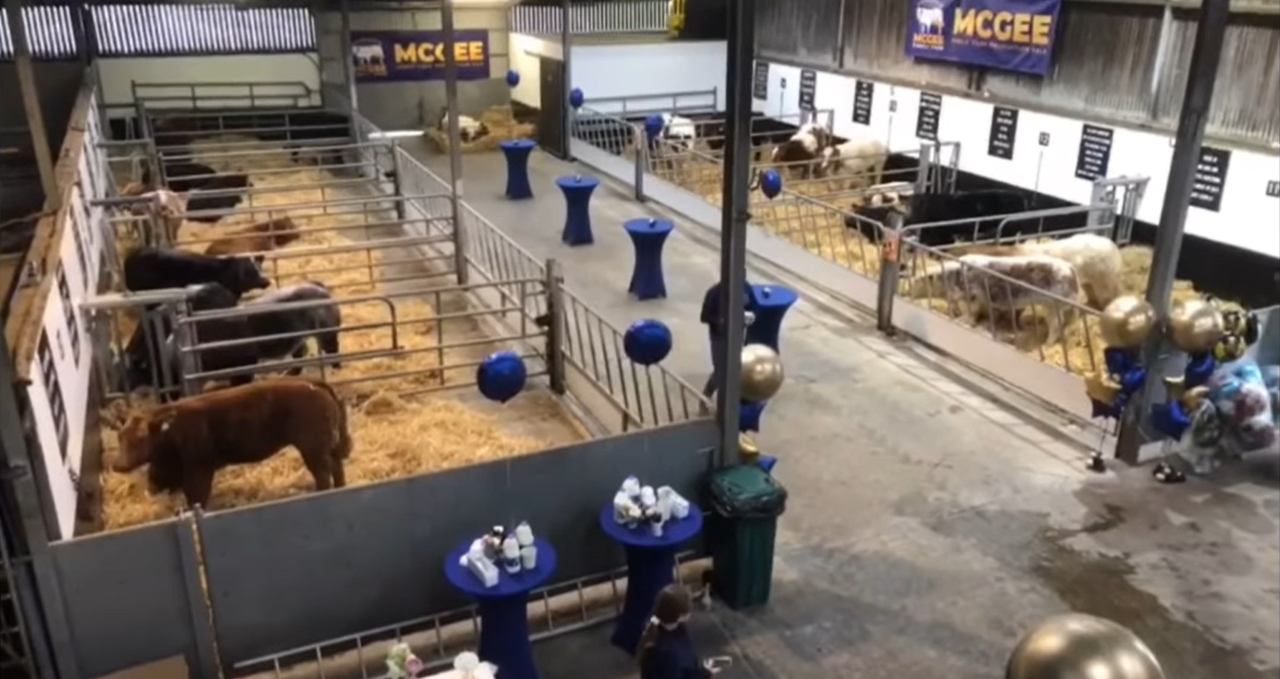 McGee sale: Top price of €52,500 for January-born bull calf