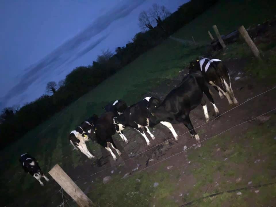 Stolen heifers recovered by Tipperary farmer