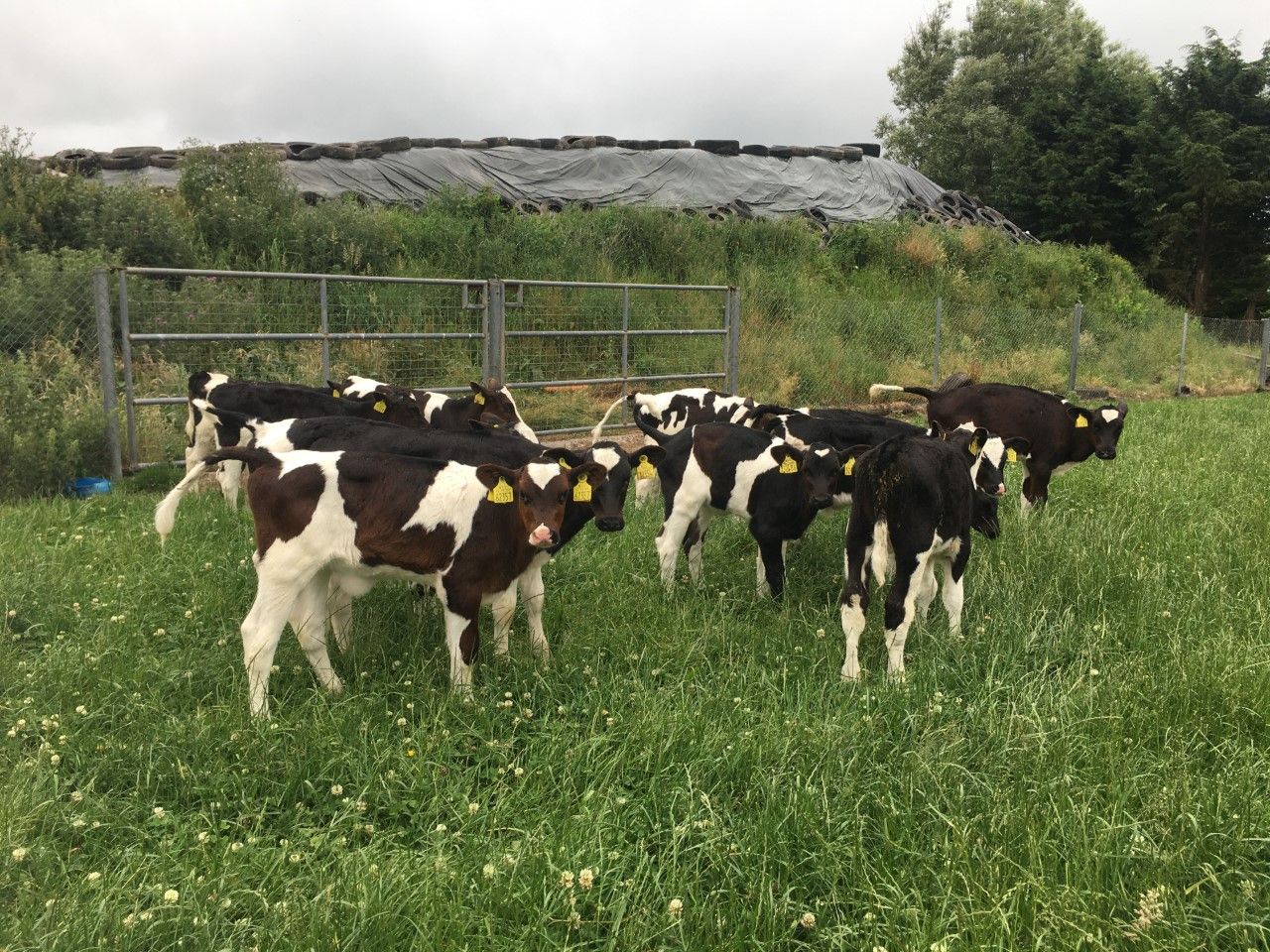 Total calf registrations just shy of the 2 million head mark