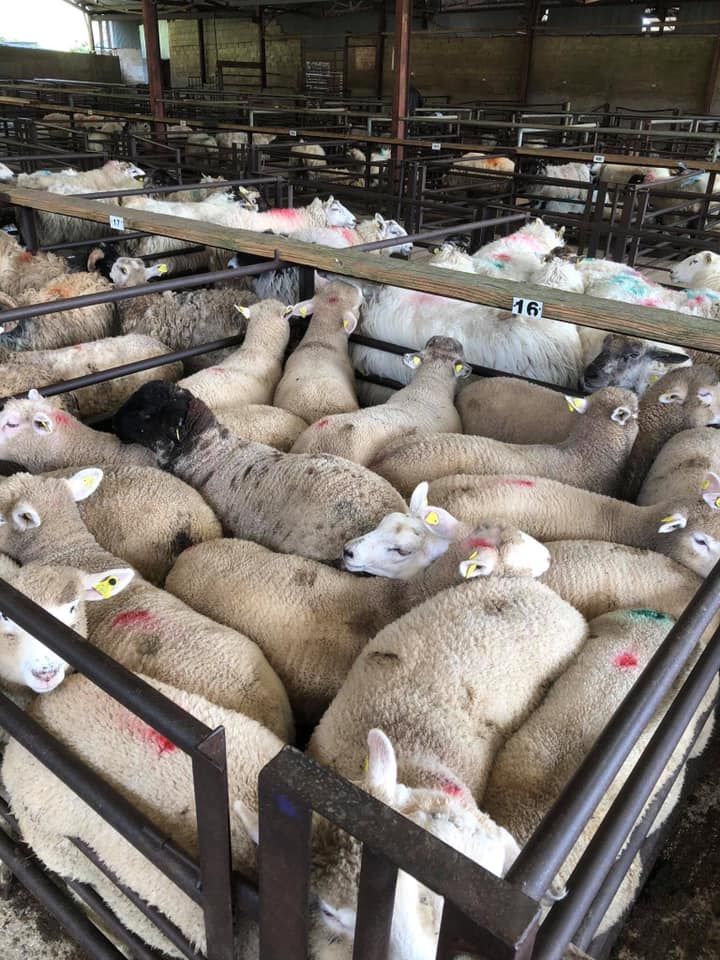 Small numbers of spring lambs begin to appear at marts; hogget trade remains strong