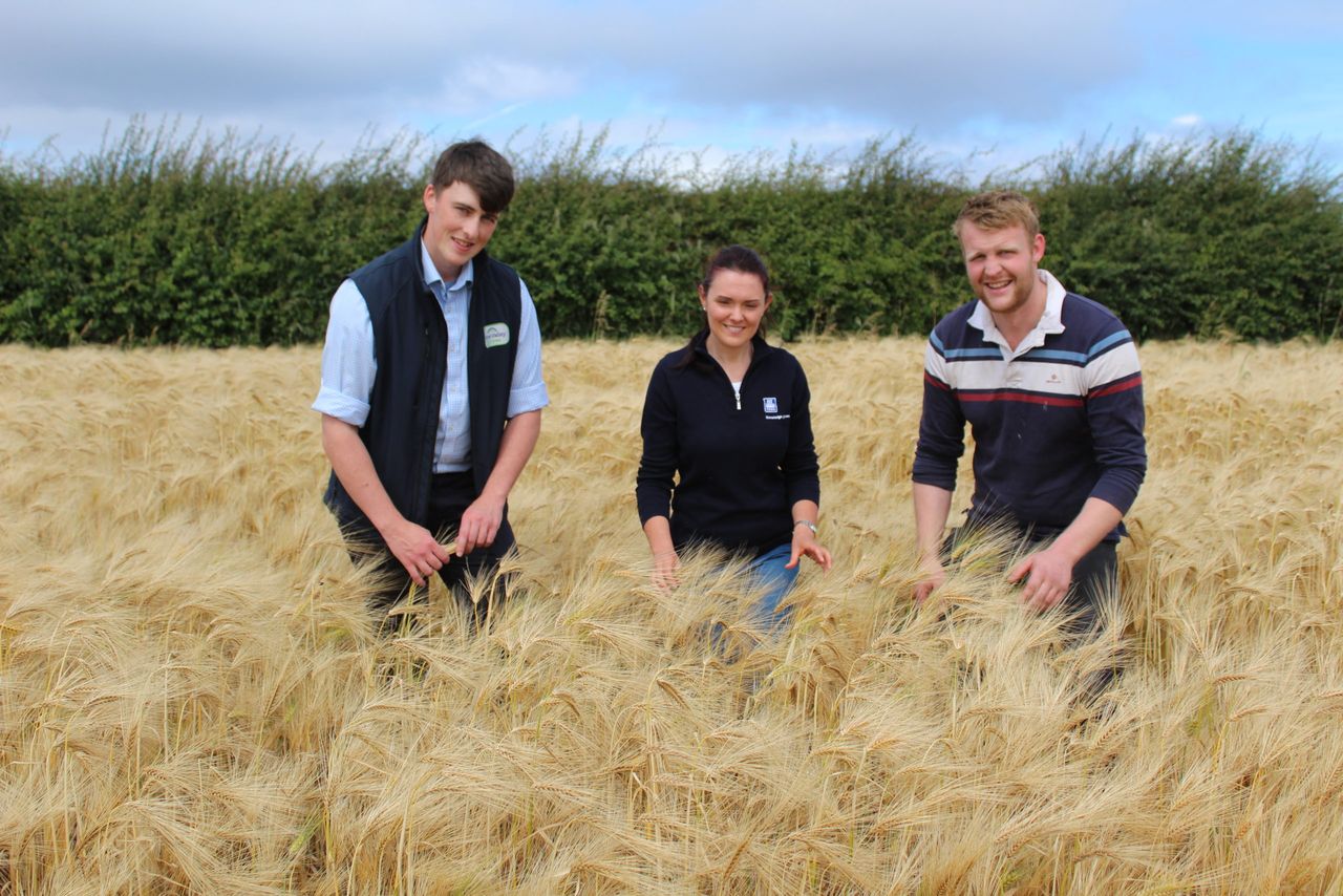 Northern Ireland winter barley harvest to get underway next week