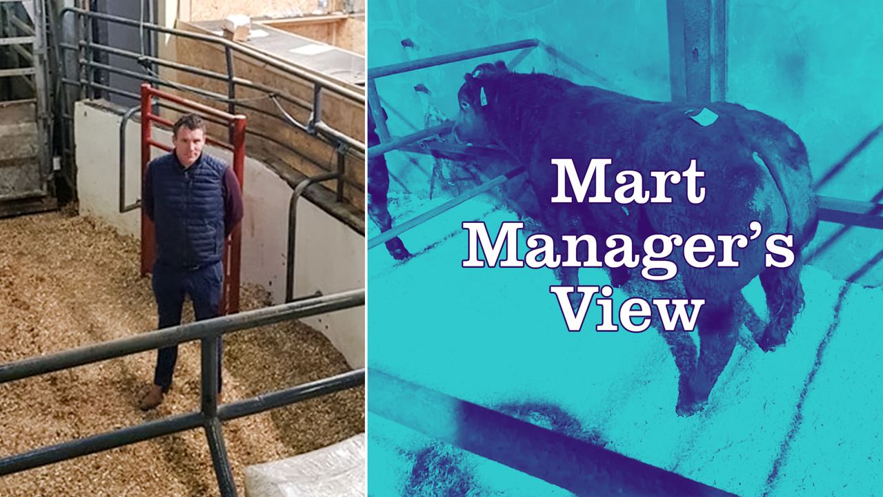 Simmental heifer calves sell up to €360/head at Ballybay Mart