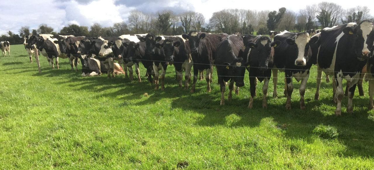 The Dairy Forum is failing farmers - ICMSA President