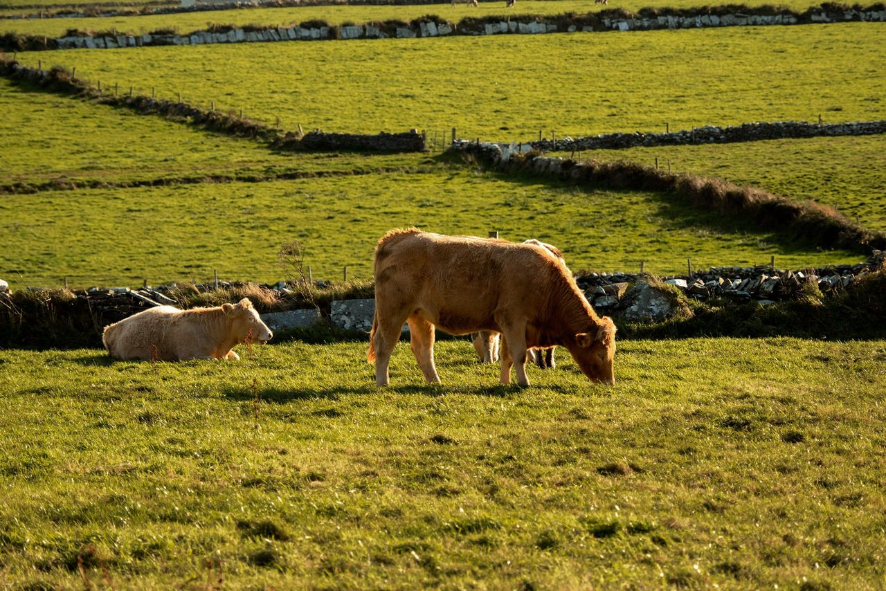 Source: Herdwatch