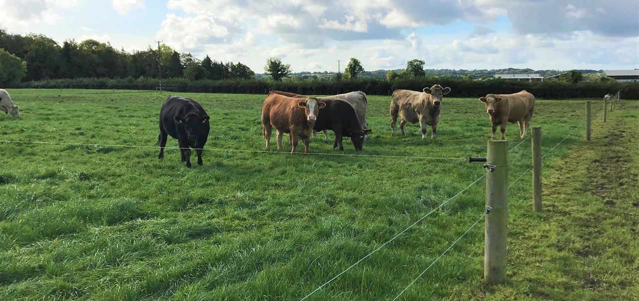 2-hour travel radius in PGI grass-fed beef application 'misinterpreted' - Bord Bia
