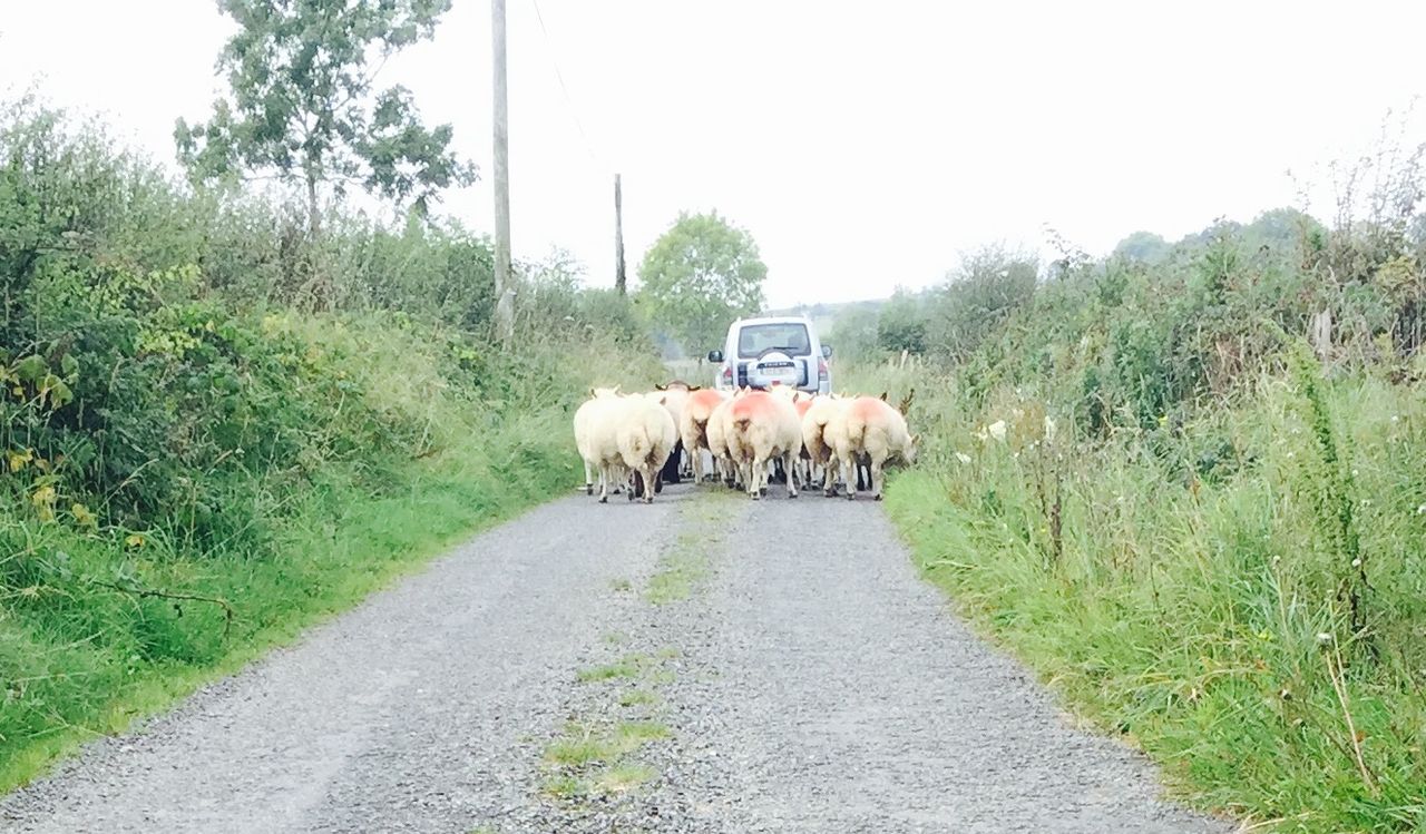 Rolling reference year for sheep farmers - only on a case-by-case basis