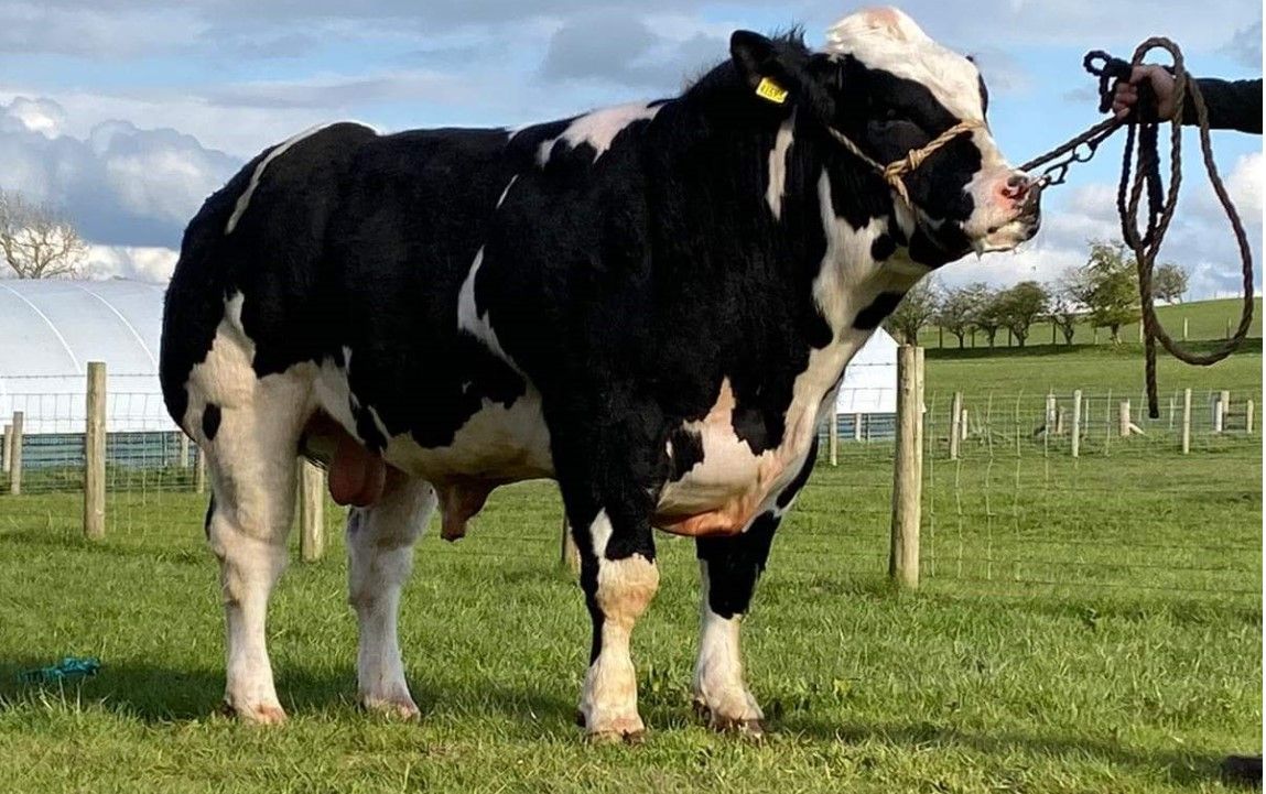 From Cork to Carlisle: Bull bred in Bandon sells for 15,000gns