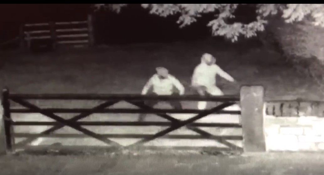 Video: Culprits caught on camera trying to butcher sheep
