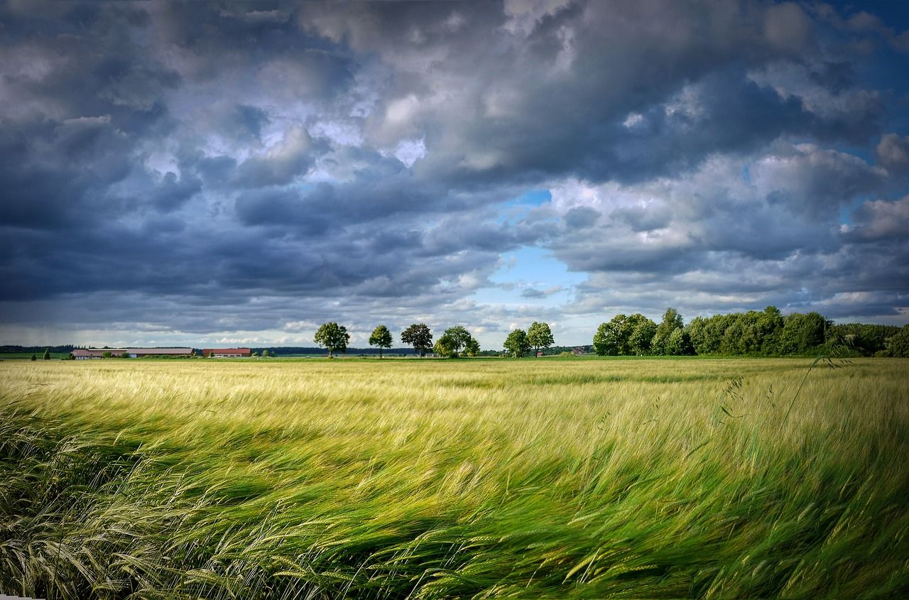 Green fertiliser to decarbonise cereal cultivation in Germany