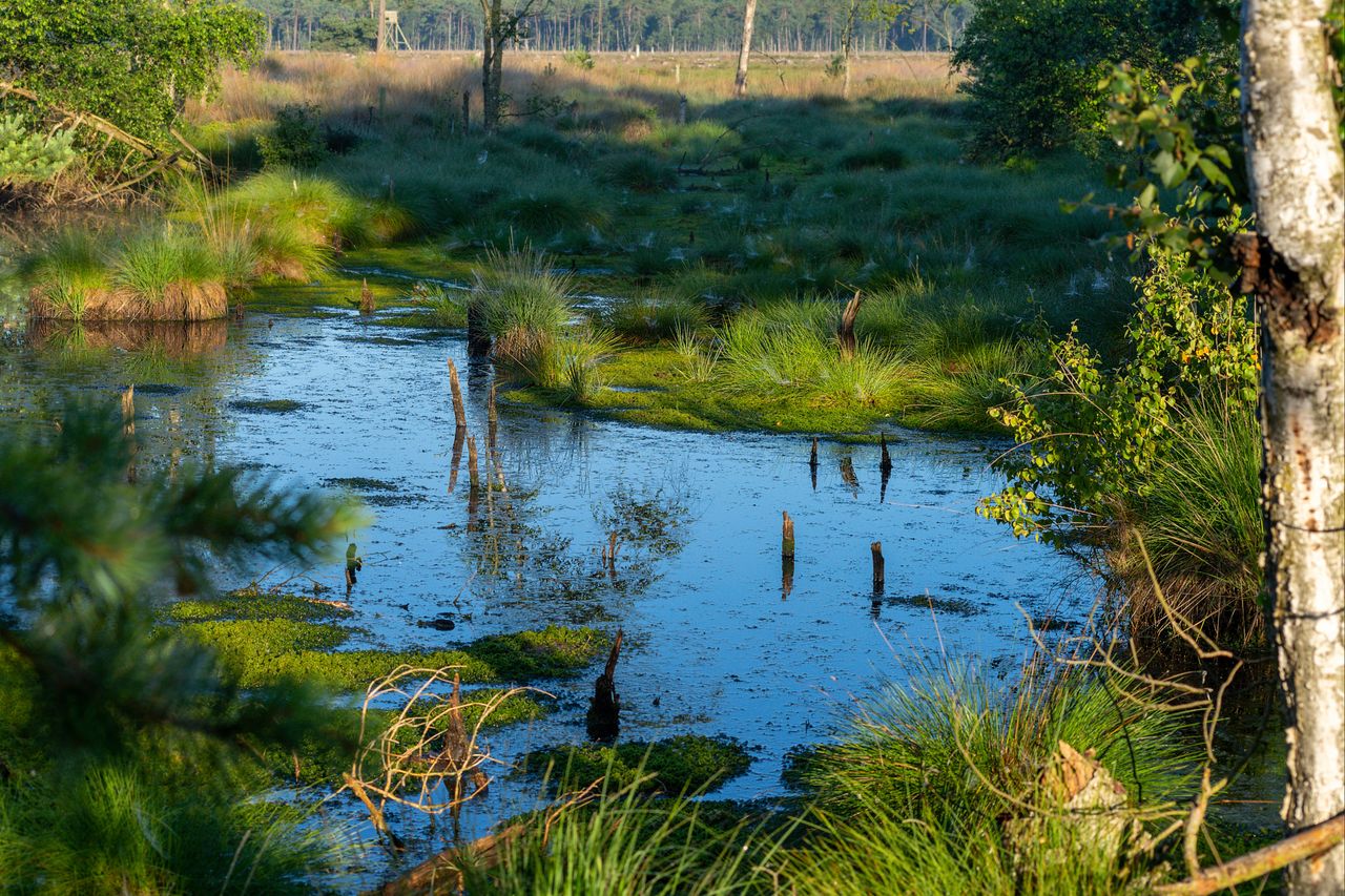 Germany to rewet 90,000ha of land while 'continuing to pursue agriculture'