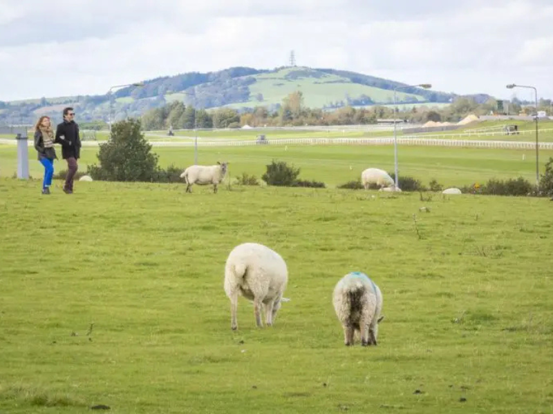 Curragh residents complain of property damages caused by livestock