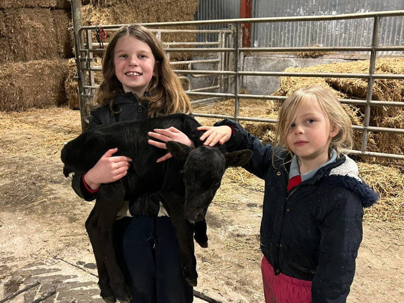 Over 5 weeks premature calf 'hardy and doing well' in Galway