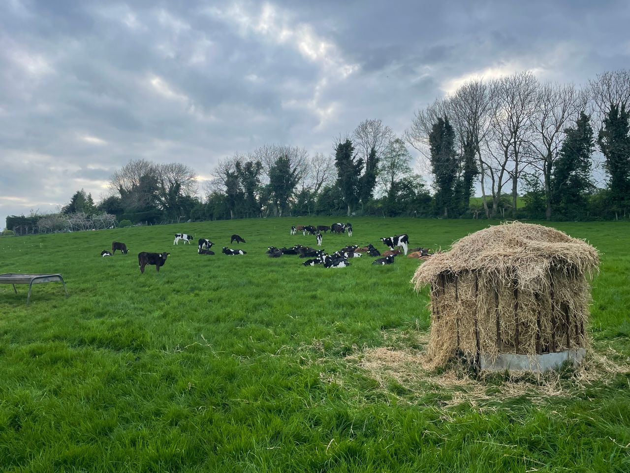 Beef focus: Facts and figures from Kildare calf to beef farm
