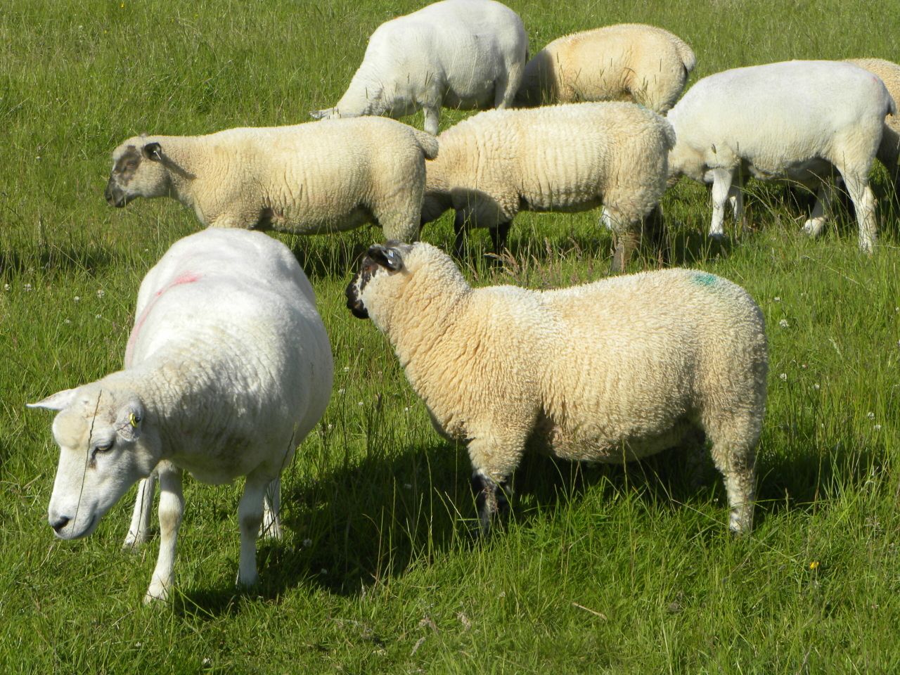 Lamb trade under pressure as numbers increase